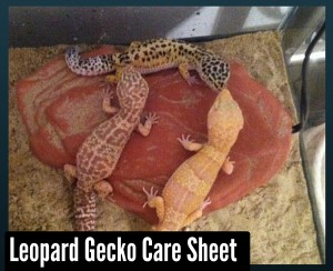 Leopard Gecko Care Sheet
