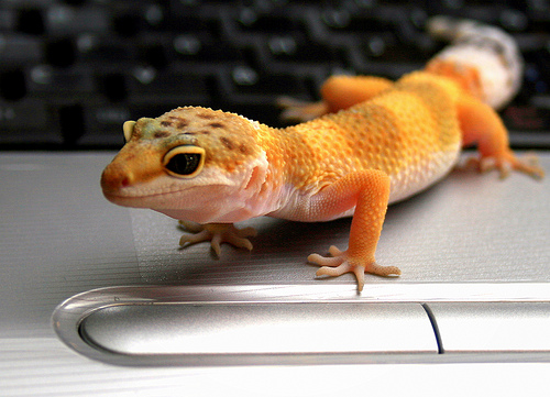 Gecko lizard hot sale care