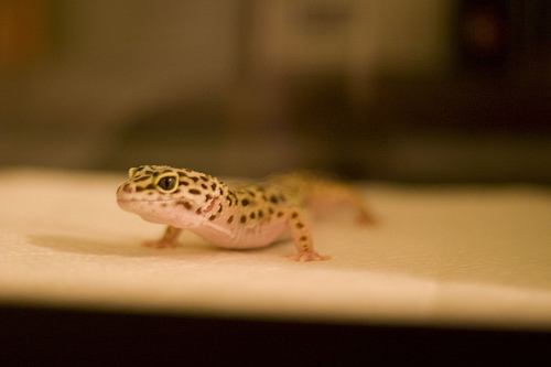 leopard gecko care sheet petco