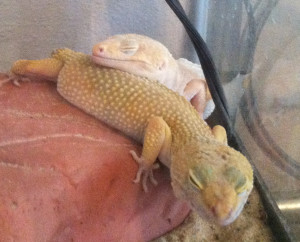 Gecko's sleeping