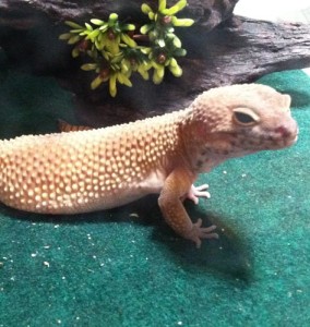 Sly - Gecko