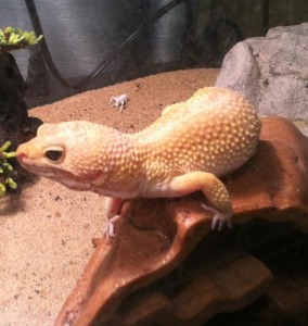 Sly - Leopard Gecko