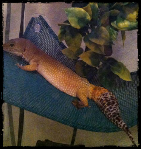 Sly laying in hammock 