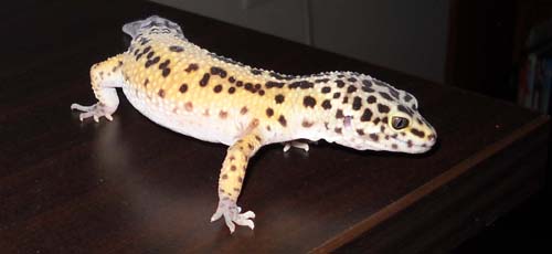 leopard gecko price petco