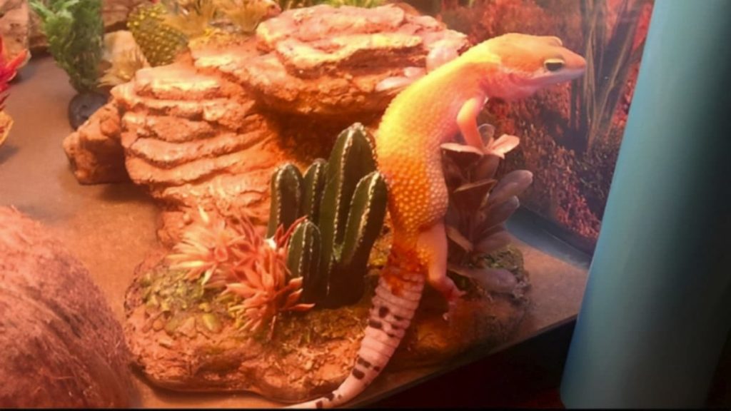 My first leopard gecko as a first time gecko owner