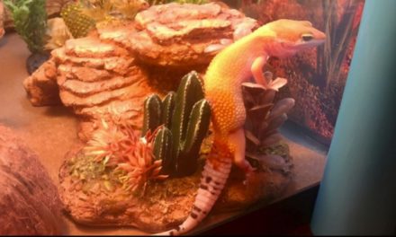 Your First Leopard Gecko?