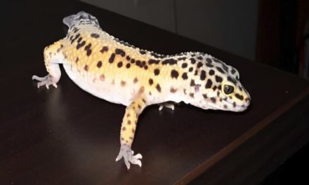 Buying a Leopard Gecko?