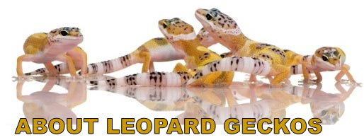 About Leopard Geckos