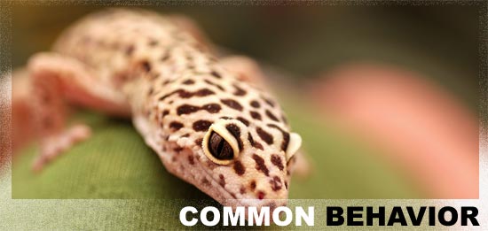 leopard gecko behavior