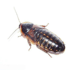 Dubia Roach