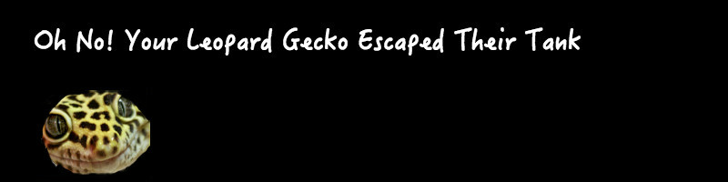 Escaped Leopard Gecko