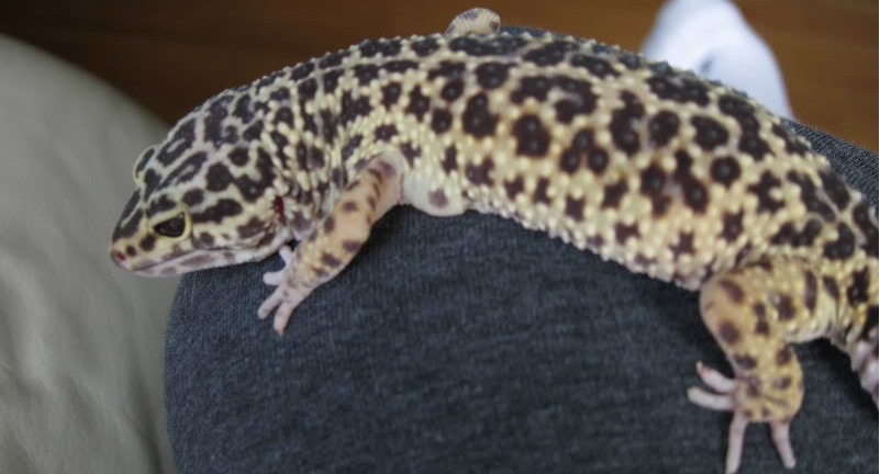 Fat Leopard Gecko
