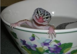 Leopard Gecko Bath