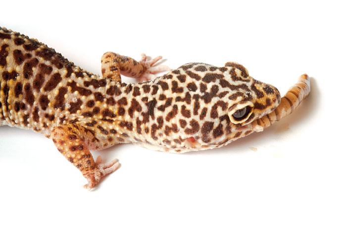 Leopard Gecko Eating