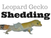 Leopard Gecko Shedding Problems?