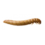 Mealworm