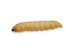 Waxworm