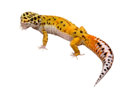 Spotted Leopard Gecko
