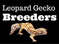 5 Top Leopard Gecko Breeders