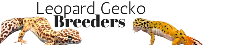 Leopard gecko breeders