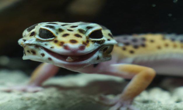 Common Leopard Gecko Diseases & Symptoms