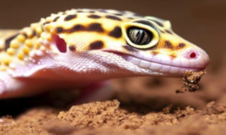 Calcium Sand For Leopard Geckos?