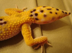 Leopard Gecko New Tail