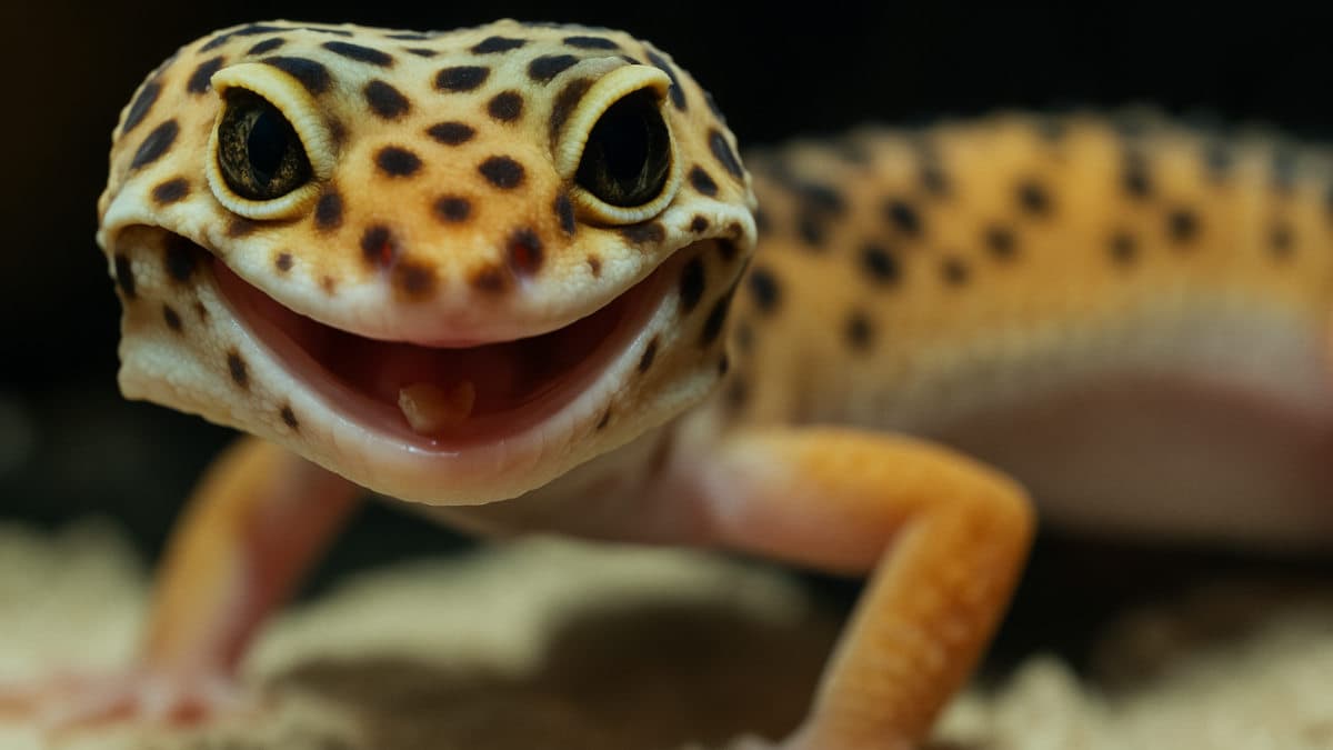 Leopard Gecko Tank Size (Ultimate Guide) LeopardGeckoLand com