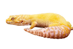 Yellow Leopard Gecko