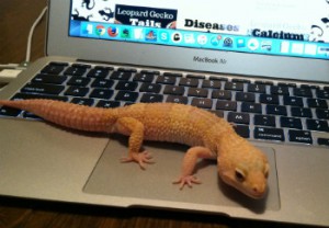 Leopard Gecko On My Laptop