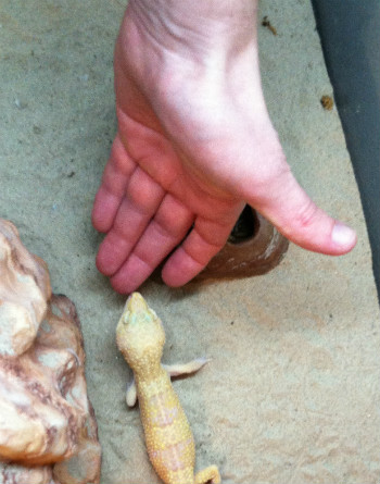 Hand in leopard gecko cage