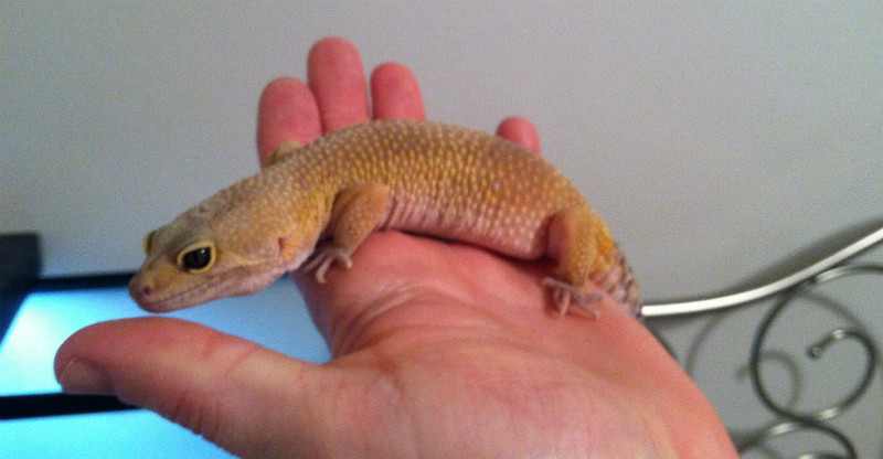 Hand Tame Leopard Gecko