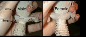 Leopard Gecko Gender