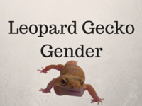 How To Tell The Gender Of A Leopard Gecko