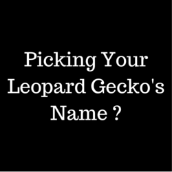 List of Leopard Gecko Names