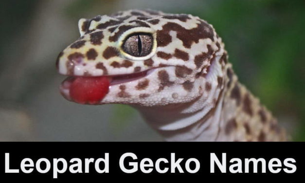 Leopard Gecko Names – The Big List