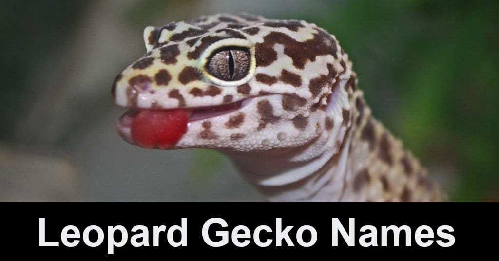 Leopard Gecko Names Based on Color Patterns