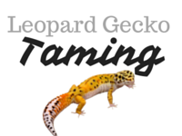 How To Tame Your Leopard Gecko – Step By Step Guide