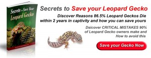 leopard gecko ad