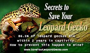 Save Your Leopard Gecko