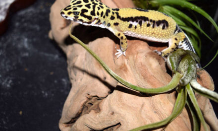 Best Tank For Your Leopard Gecko