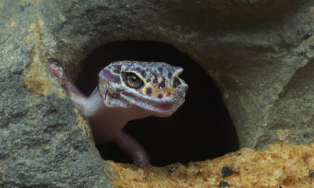 Leopard Gecko Hides – A Peek into their Private Spaces