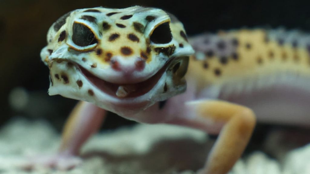 Leopard gecko smiling enjoying the right size tank for him
