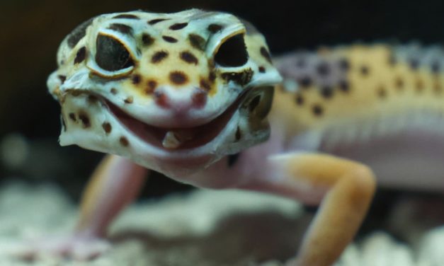 Leopard Gecko Tank Size (Ultimate Guide To Tank Size Requirements)