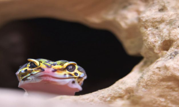 Can Leopard Geckos Live Together