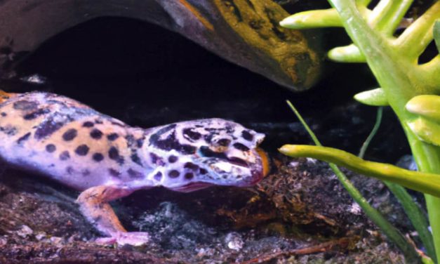 Decorating Your Leopard Gecko Tank