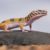 Leopard gecko with a healthy fat tail